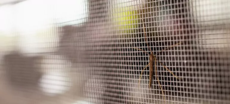 Repair Mosquito Mesh For Windows in Port Orange, FL